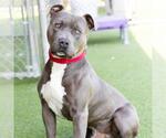 Small #1 American Pit Bull Terrier