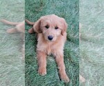 Small Photo #19 Goldendoodle (Miniature) Puppy For Sale in SYRACUSE, IN, USA