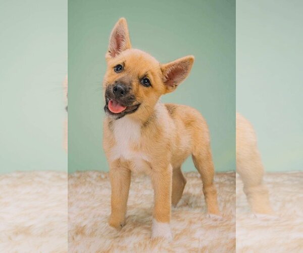Medium Photo #8 Mutt Puppy For Sale in Littleton, CO, USA