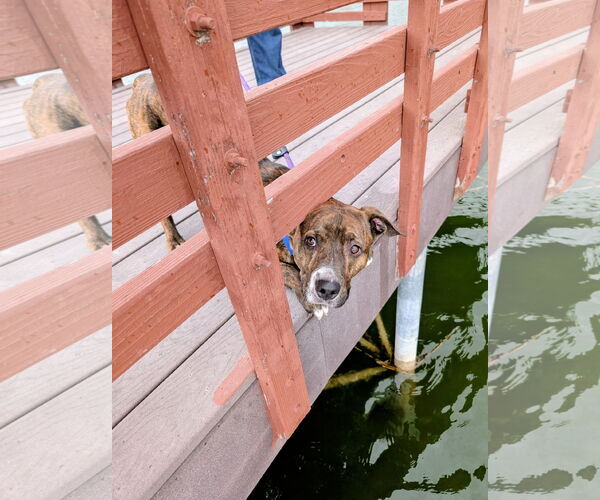 Medium Photo #2 American Pit Bull Terrier-Unknown Mix Puppy For Sale in Sandy, UT, USA