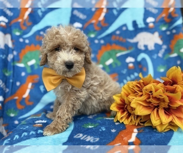 Medium Photo #6 Cock-A-Poo Puppy For Sale in LAKELAND, FL, USA