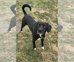 Small Photo #4 Labrador Retriever Puppy For Sale in Evansville, IN, USA
