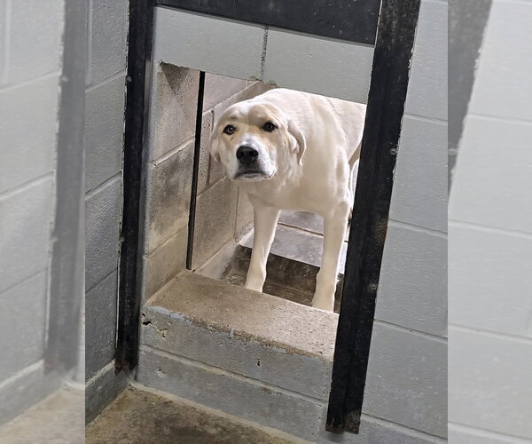 Medium Photo #3 Great Pyrenees-Unknown Mix Puppy For Sale in Evansville, IN, USA