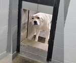 Small #2 Great Pyrenees Mix