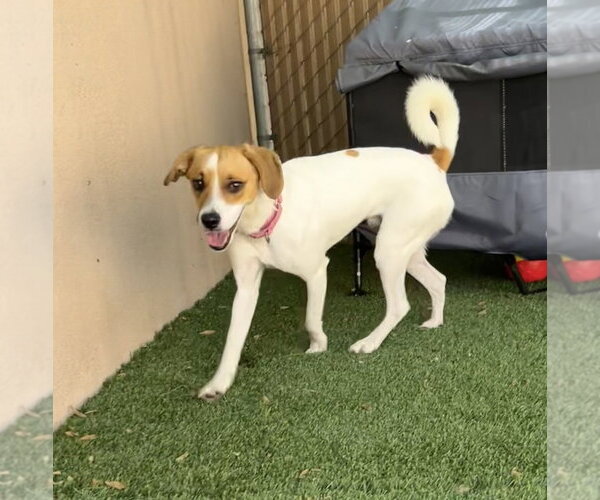 Medium Photo #6 Beagle-Unknown Mix Puppy For Sale in Las Vegas, NV, USA