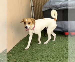 Jacques - Male Beagle-Unknown Mix Dog for Adoption - Photo #6