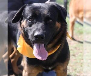 Rottweiler-Unknown Mix Dogs for adoption in San Antonio, TX, USA