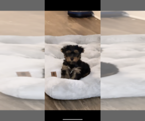 Yorkshire Terrier Puppy for sale in RIVERDALE, GA, USA