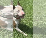 Small #4 American Pit Bull Terrier Mix