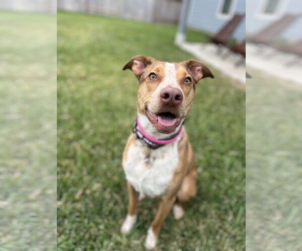Medium Photo #5 Labrador Retriever-Red Heeler Mix Puppy For Sale in Rosenberg, TX, USA