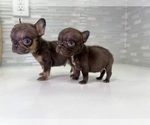 Small Photo #40 French Bulldog Puppy For Sale in EASTVALE, CA, USA