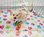 Small #7 Maltese-Poodle (Toy) Mix