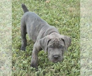 Cane Corso Puppy for sale in ELYRIA, OH, USA
