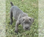 Small Cane Corso