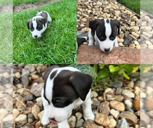 Jack Russell Terrier Puppy for sale in CARMICHAEL, CA, USA