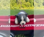 Puppy Puppy 6 HANK Boston Terrier