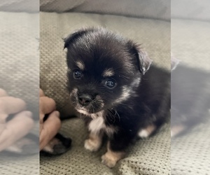 Chihuahua Puppy for sale in ROANOKE, VA, USA