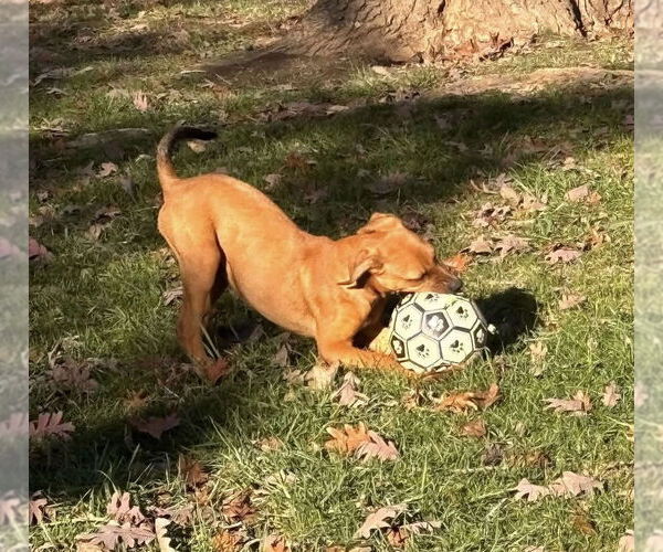 Medium Photo #19 Mutt Puppy For Sale in Germantown, OH, USA