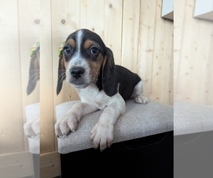 Beagle Puppy for sale in GOSHEN, IN, USA