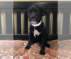 German Shorthaired Lab Dogs for adoption in Amarillo, TX, USA