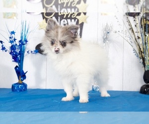 Pomeranian Puppy for sale in MOUNT VERNON, OH, USA