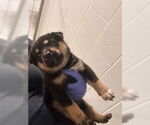 Small #1 German Shepherd Dog Mix