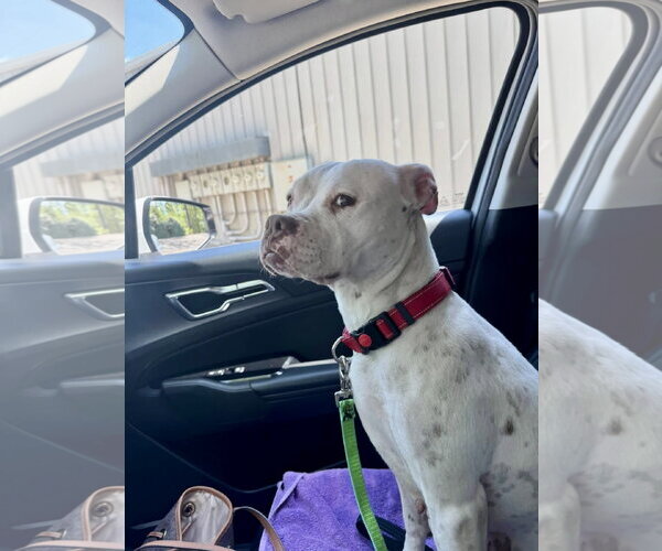 Medium Photo #7 Boxer-Mastiff Mix Puppy For Sale in Holly Springs, NC, USA