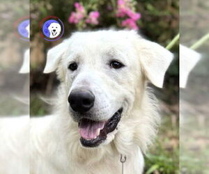 James - Male Great Pyrenees Dog for Adoption - Photo #6