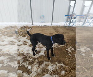 Cosmo - Male Labrador Retriever Dog for Adoption - Photo #8