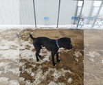 Small Photo #8 Labrador Retriever Puppy For Sale in Evansville, IN, USA