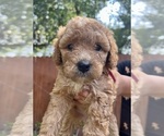 Small Photo #2 Goldendoodle (Miniature) Puppy For Sale in SPRING, TX, USA