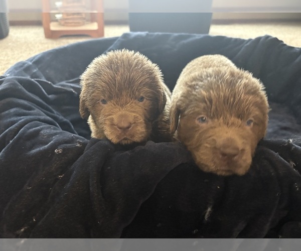 Medium Photo #12 Newfoundland Puppy For Sale in WAUSEON, OH, USA