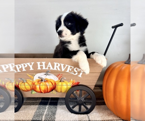 Medium Photo #4 Border Collie Puppy For Sale in GREENFIELD, IN, USA