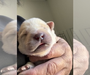 Labrador Retriever Puppy for sale in OSYKA, MS, USA