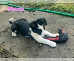 Puppy Shasta Border Collie