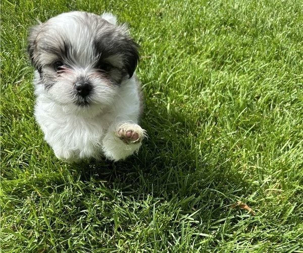 Medium Photo #5 Mal-Shi Puppy For Sale in ROGERS, MN, USA