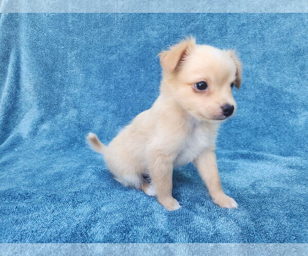 Medium Photo #4 Chihuahua-Unknown Mix Puppy For Sale in San Francisco, CA, USA