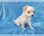 Small #3 Chihuahua Mix