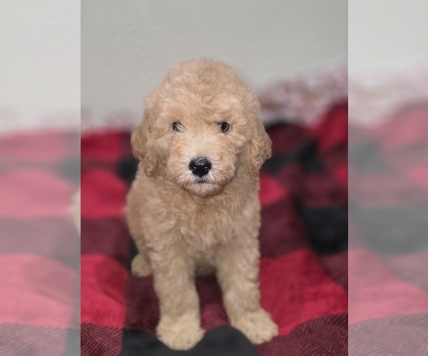 Medium Photo #6 Goldendoodle Puppy For Sale in DUBLIN, TX, USA