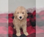 Small Photo #6 Goldendoodle Puppy For Sale in DUBLIN, TX, USA