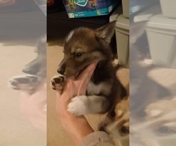 Medium Photo #13 Gerberian Shepsky Puppy For Sale in EDMORE, MI, USA