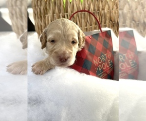 Goldendoodle Puppy for sale in EVANS, GA, USA