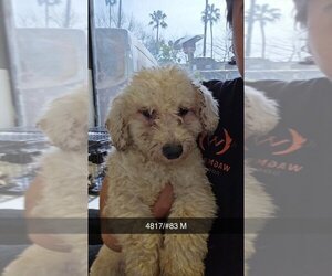 Bichon Frise Dogs for adoption in Studio City, CA, USA