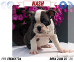 Small #14 Faux Frenchbo Bulldog