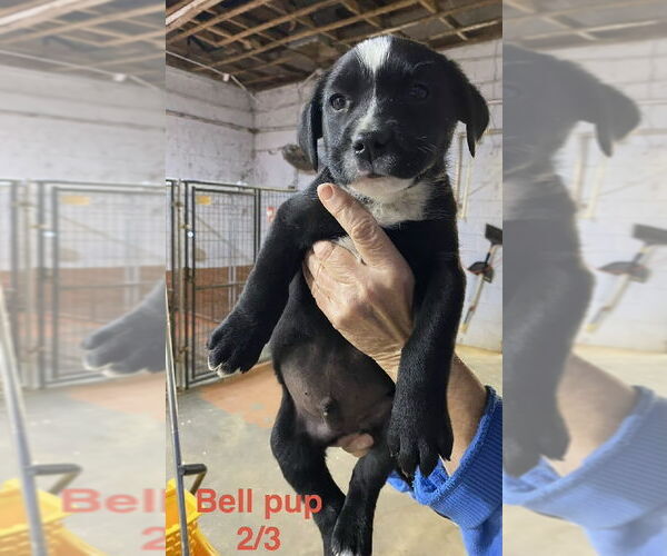 Medium Photo #3 Labrador Retriever-Unknown Mix Puppy For Sale in Brooksville, FL, USA