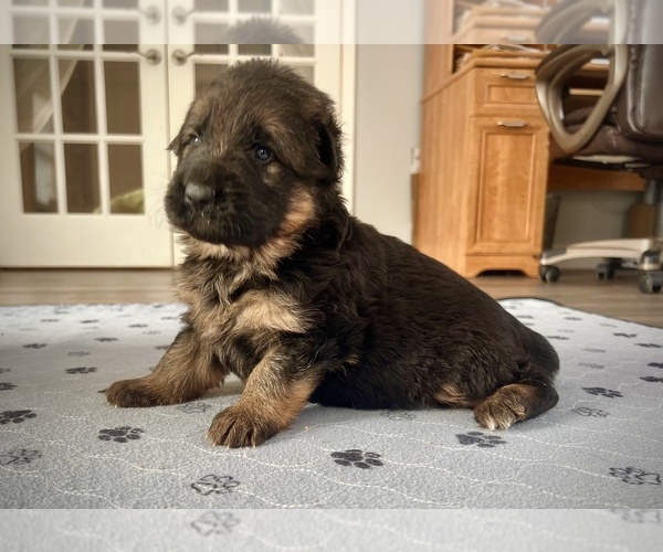 Medium Photo #8 German Shepherd Dog Puppy For Sale in MAPLE GROVE, MN, USA