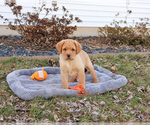 Small #19 Labrador Retriever