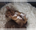Puppy Puppy 1 Chihuahua