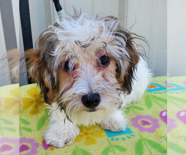 Medium Photo #2 Havanese Puppy For Sale in Mountain View, MO, USA