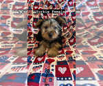 Image preview for Ad Listing. Nickname: Yorkie